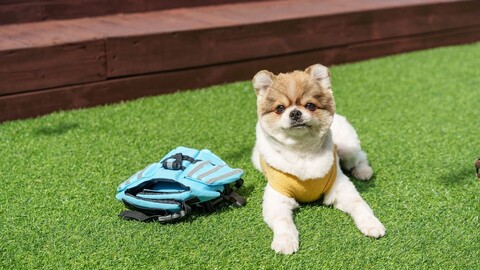 남해 엘시아 애견 풀빌라펜션