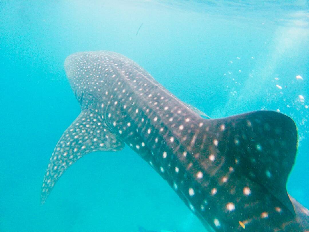 오늘은 고래상어 생일! :마이리얼트립 세부여행 자유톡 🐋