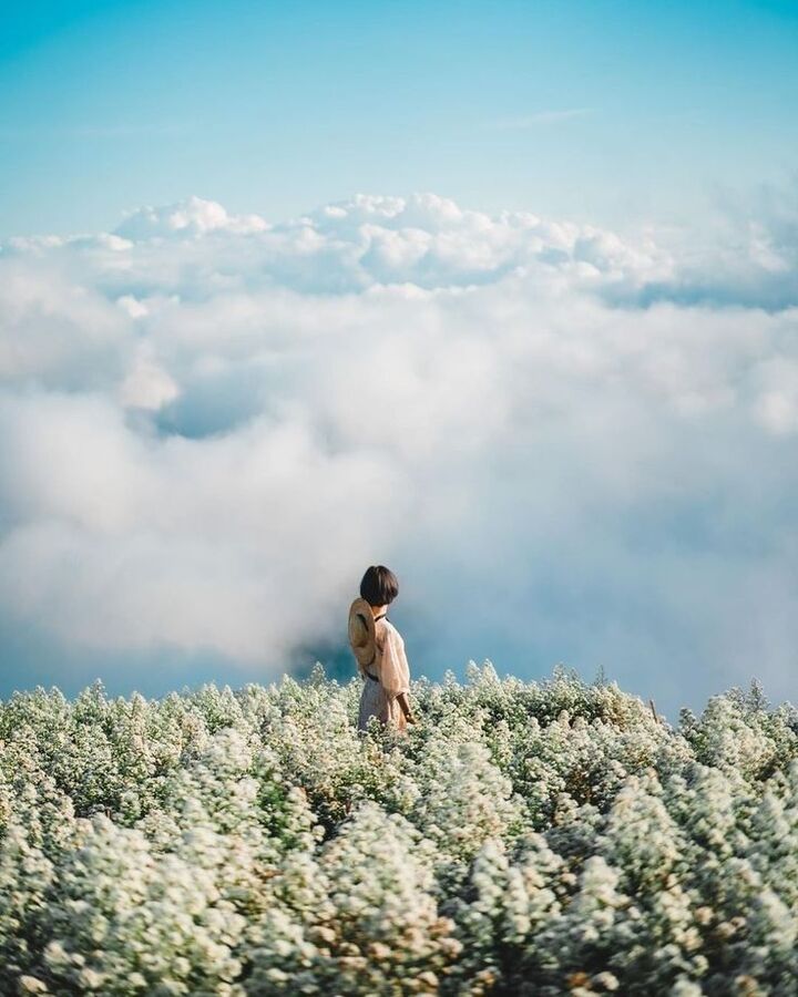 [9-1월 한정 운영 / 왕복 픽드랍, 입장료 포함] 몬쨈&잉용 플라워 가든 반일 투어-i