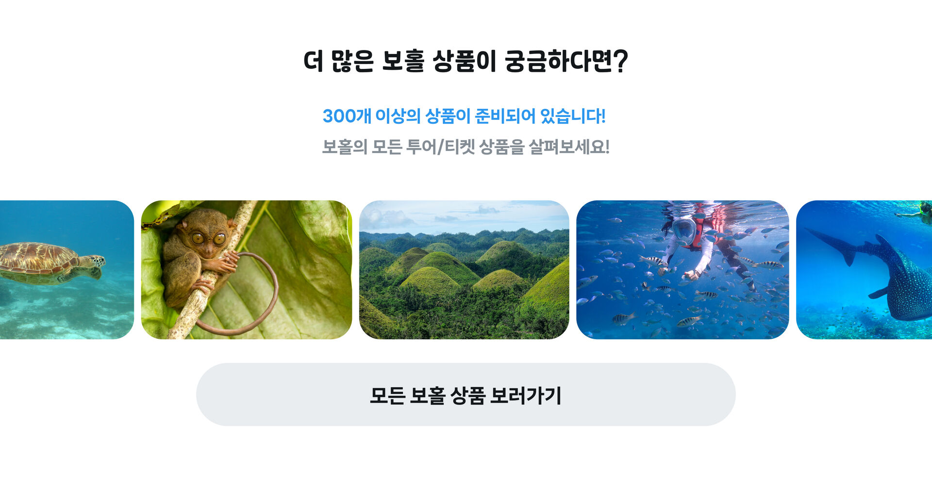 보홀 다이빙_PC_14.png