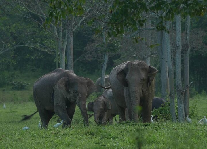 [🐘야생 한가운데서 동물 관찰하기!🐂]쿠이부리 국립공원 코끼리 관찰 조인 투어-i