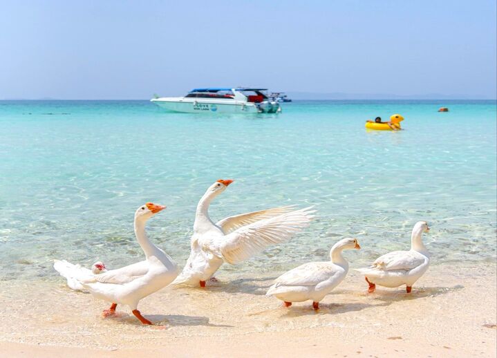 [⭐️모바일 상품권 추가증정🏖️드론촬영📷거위먹이주기🪿] 파타야 어드벤처 올데이 투어-i