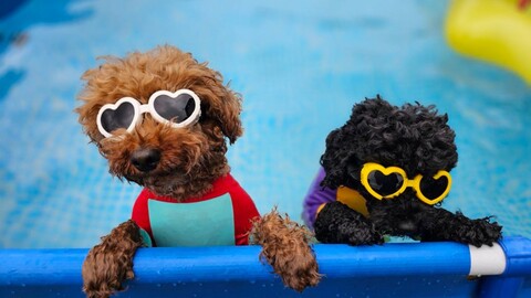 거제도 해돋이가자애견펜션