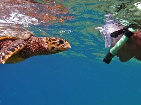 벨라 바니 - 더 터틀 하이브 몰디브