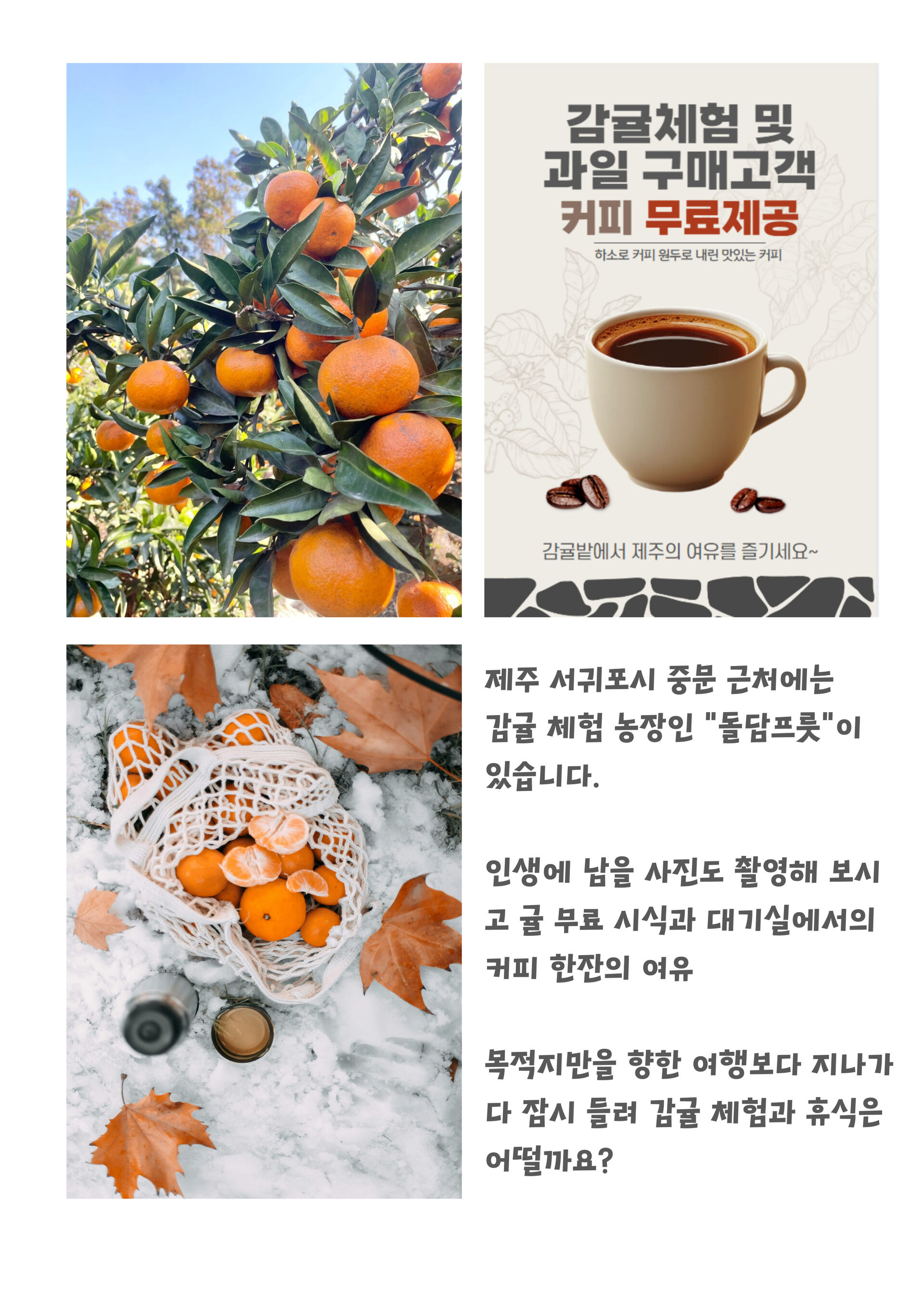 [제주]서귀포 중문 돌담프룻 감귤 체험 농장 입장권 상세 이미지 3