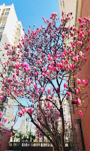 제니의 아파트먼트