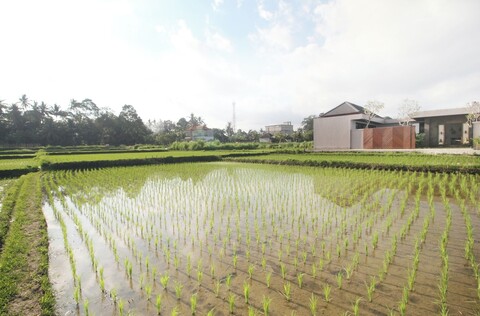 빌라 파드마 발리 - 어 트리슐라 컬렉션