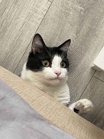 (여성전용 원룸쉐어) 고양이가 있는 파리 스튜디오 센 1호점 Studio Seine