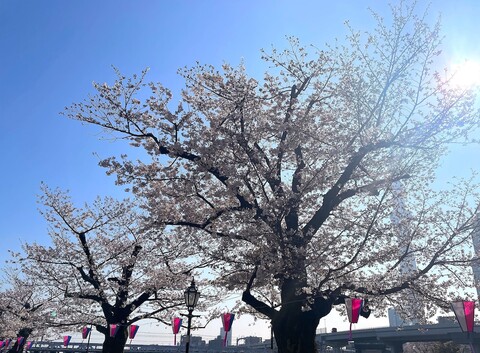 호텔 아마넥 아사쿠사 사쿠라바시