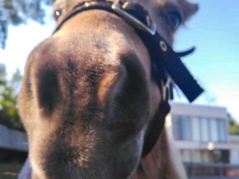 Forest Villa Nanso no Oka