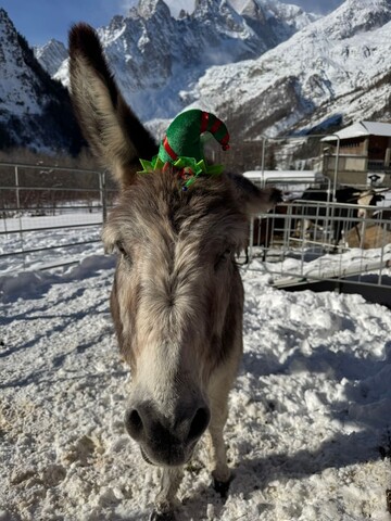 호텔 라 그란제 - 애니멀 시크 호텔