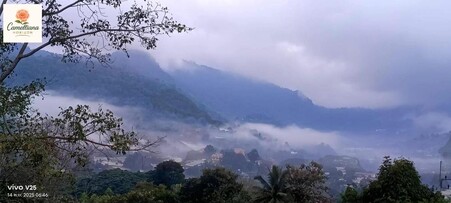 카멜리아나 호라이즌 퐁양