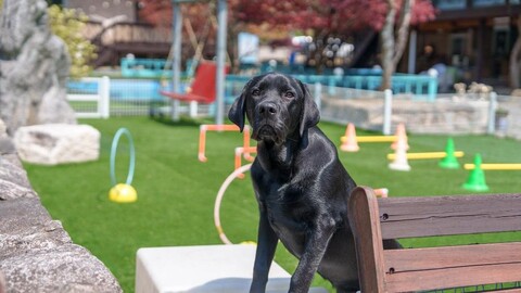 가평 어느날스파애견펜션