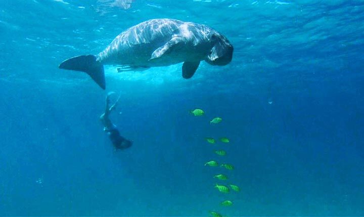듀공 워칭[단톡투어] + 디미팍 아일랜드 Dugong Watching and Dimipac-i