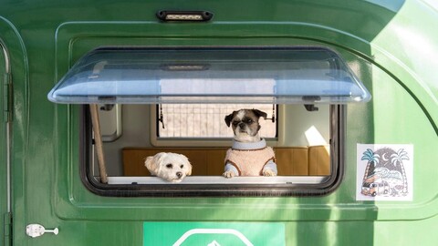 양양 리라캠프애견카라반