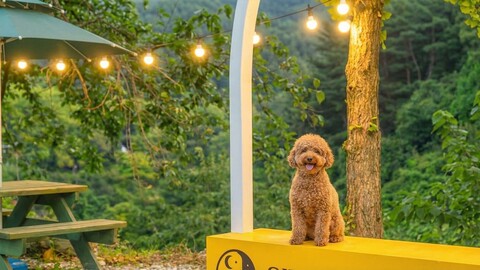 강릉 시나미68 애견동반 펜션