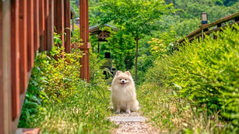 가평 쉼터 애견동반 단체펜션