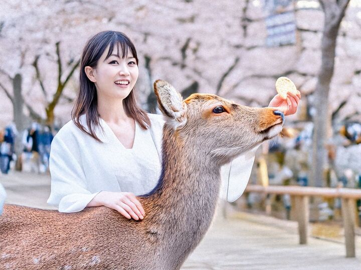 📍오사카 출발📍 나라 교토 버스투어 (사슴공원 후시미이나리신사 청수사 ) 소소버스-i