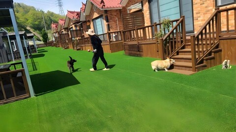 경주 헬퍼독 반려견 펜션