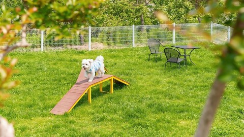 양양 몬띠 애견 스파 펜션