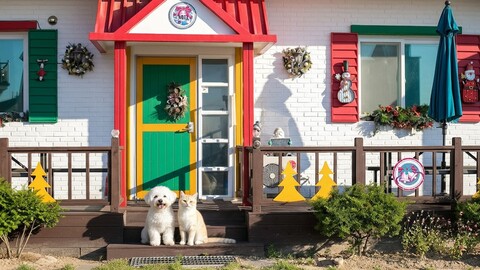 고성 바닷가펜션 크리스마스 애견동반