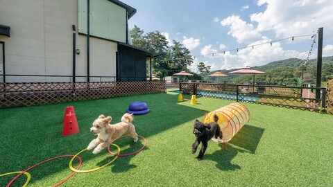 홍천 스톤아일랜드 애견 펜션