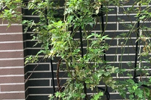 Shanghai Shikumen Culture Homestay