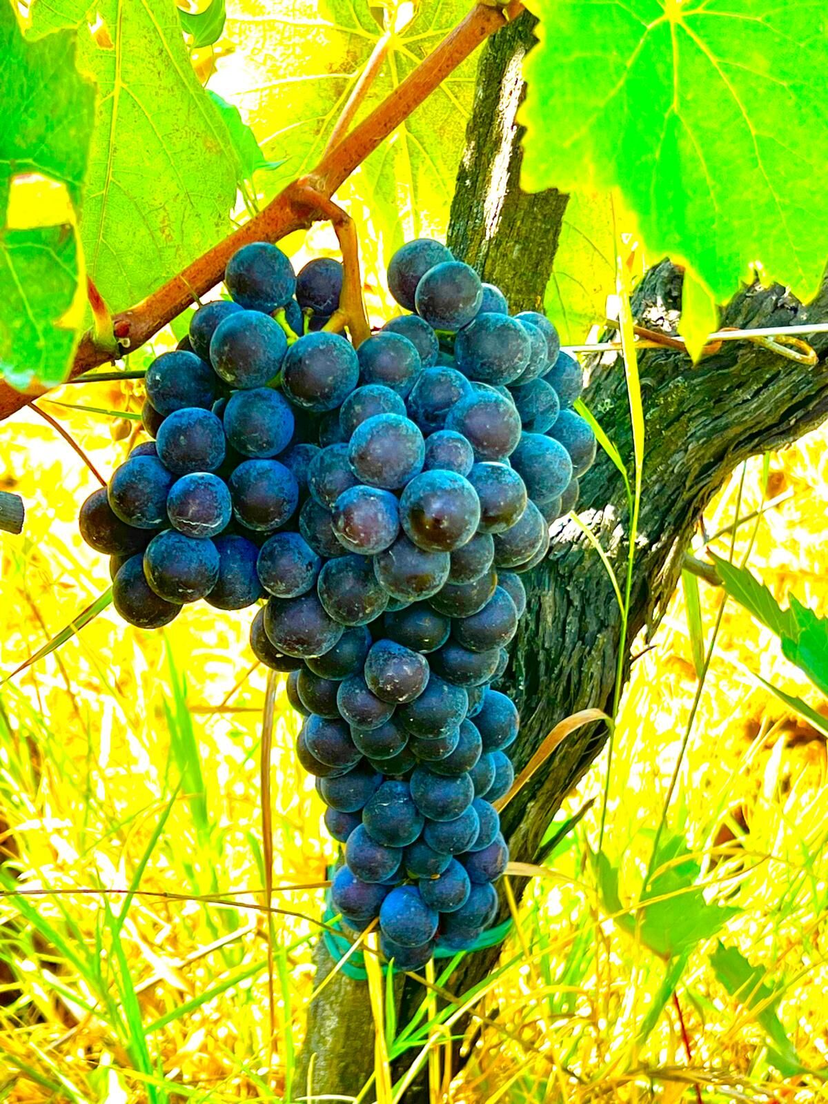 (프라이빗와인투어)SANGIOVESE 와이너리 투어  1박2일 (피렌체출발 로마 도착)