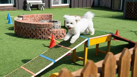 가평 투독플레이스 애견동반 펜션