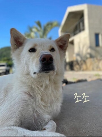 제주 저지안트레