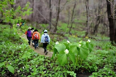 강원 곰배령에버그린