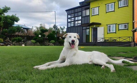 서귀포 용눈이 펜션