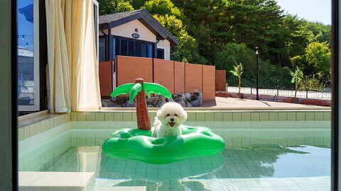 태안 홀리독풀빌라