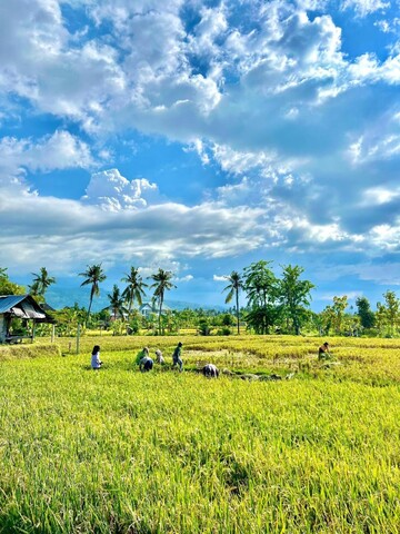 루미부미 - 로비나 라이스 테라스 리트리트