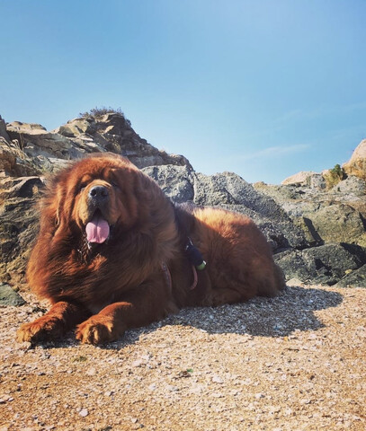 대부도 영흥도 애견동반 독채펜션 하이플레임 스테이