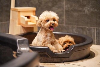 ゆるり箱根withDOGS