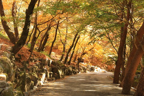 대구 투어 - [Daegu Vibe Trip] 에코로드 위 숲 사이를 걷는 이너피스 투어