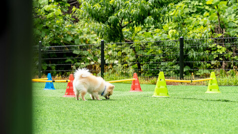 포천 자연과사람들애견동반펜션