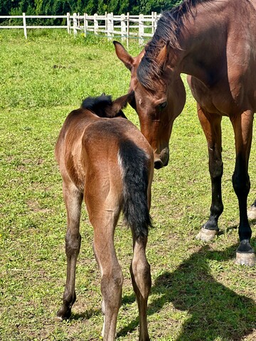 Haras de Castellane