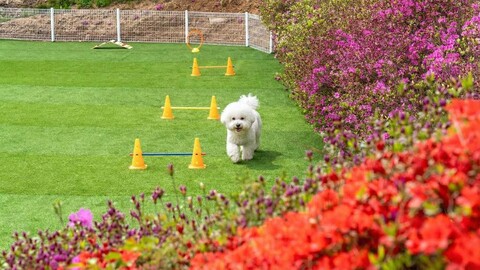 홍천 세도나 애견 펜션