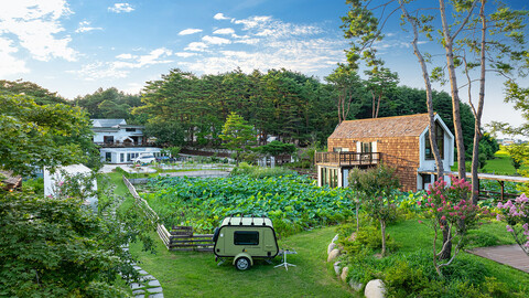 양양 스테이나무