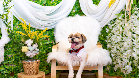 태안 위드독 독채애견풀빌라