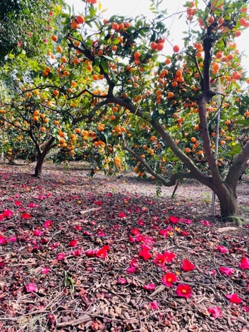 서귀포 동백바다펜션