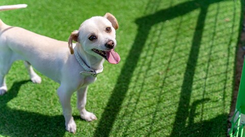 강릉 수와래애견동반펜션