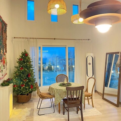 강화도 비행기나무