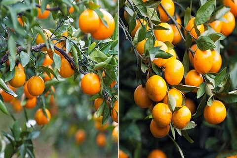 서귀포 에코리조트