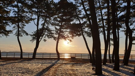 태안 파인우드비치펜션