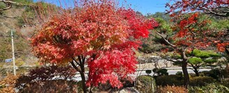 원주 황토조아펜션