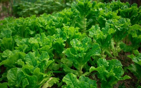 횡성 꿈꾸는소나무펜션