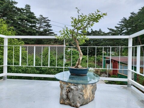 삼척 포레스트펜션